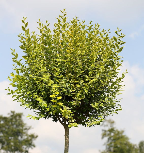 Im Bild ist ein Ligusterbaum mit Laub zu sehen.