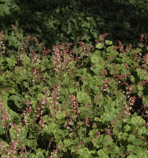 Nahaufnahme von Heuchera-Pflanzen im Garten
