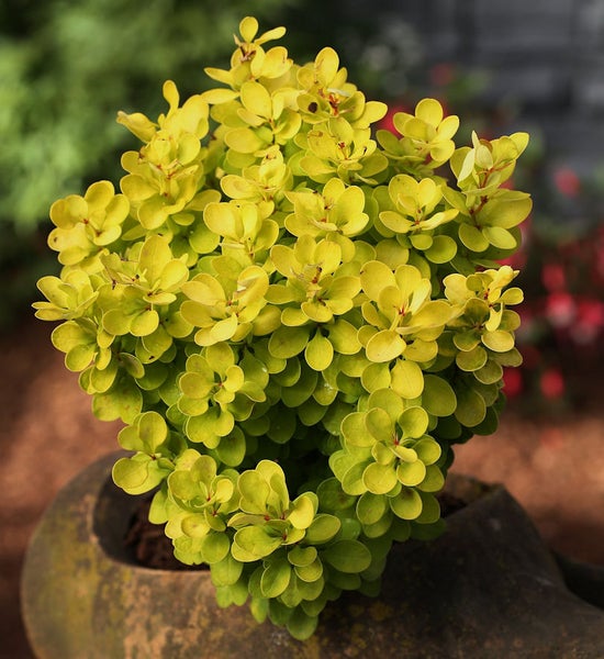 Gelber Berberitzenstrauch in einem Topf