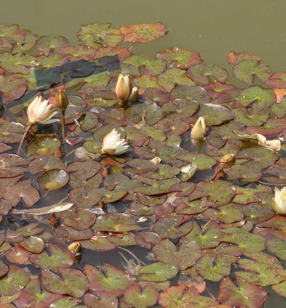 Seerosenblätter und -blüten auf einem Teich