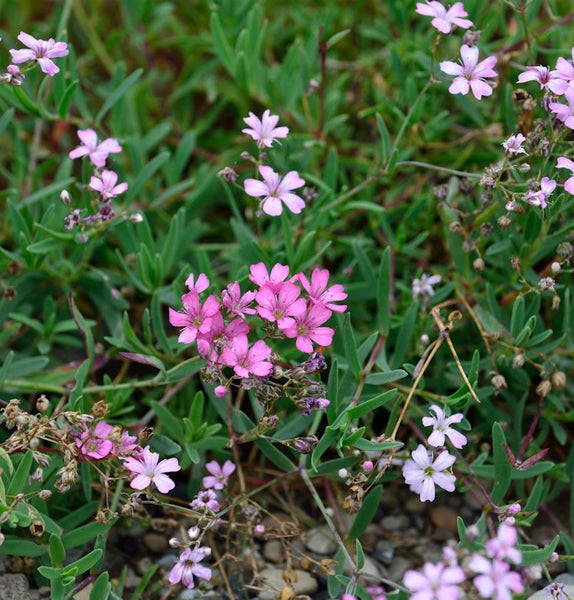 Detailaufnahme von Grasnelken mit kleinen, sternförmigen Blüten