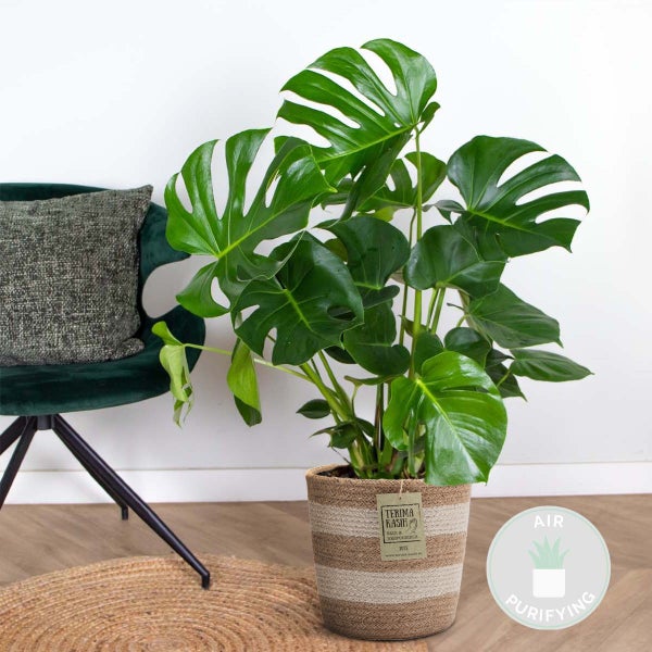 Bloomique - Monstera Deliciosa - Fensterblatt - Zimmerpflanzen - Pflegeleicht - Luftreinigend - Höhe 70-80 cm - Mit Jute Korb 21 cm