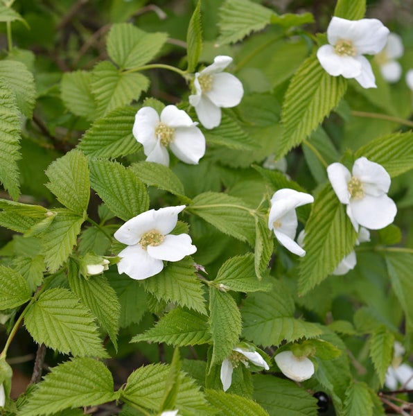 Nahaufnahme einer Duftenden Zimt-Himbeere mit weißen Blüten und grünen Blättern.