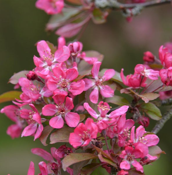 Nahaufnahme von Zierapfelblüten