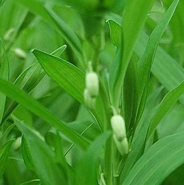 Aufnahme von Salomonsiegelblättern und -blüten