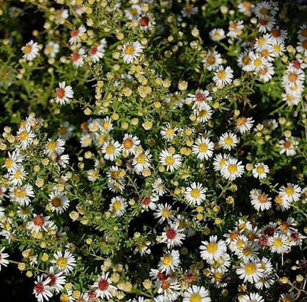 Nahaufnahme von Buschastern mit kleinen, weißen Blüten und gelben Blütenkörbchen.