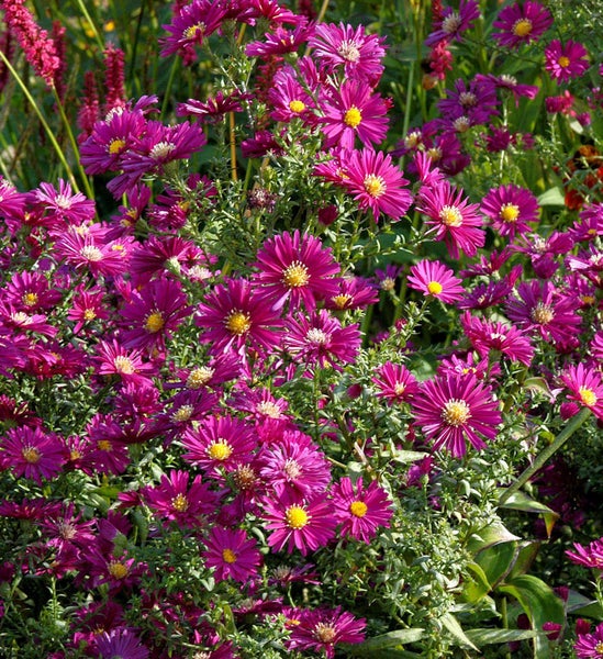 Nahaufnahme von lila Herbstastern mit gelben Blütenzentren