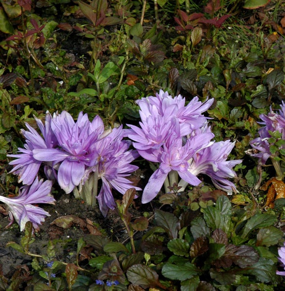 Herbstzeitlose im Gartenbeet