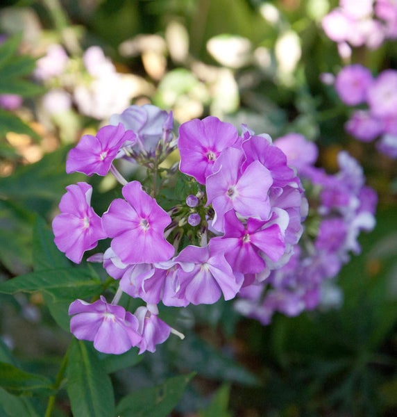 Nahaufnahme von lila Phloxblüten