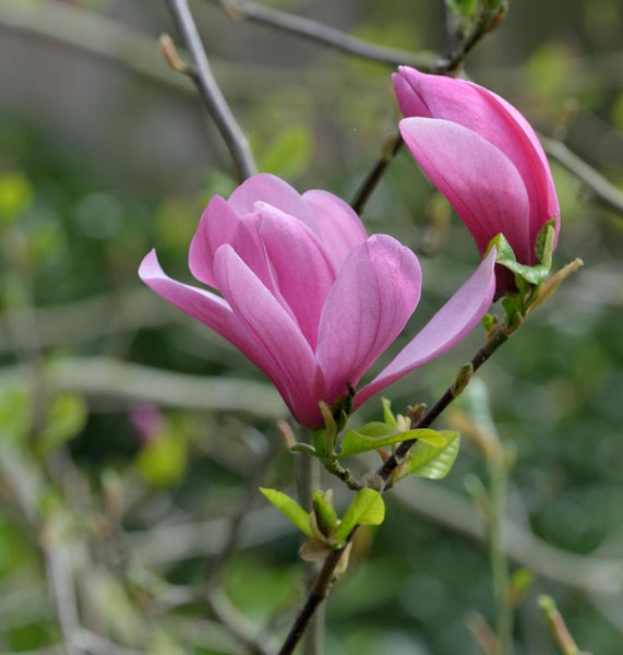 Nahaufnahme einer Magnolie mit rosa Blüten