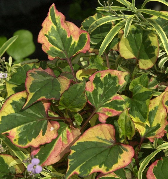 Bunte Eidechsenschwanzpflanze mit herzförmigen Blättern im Garten