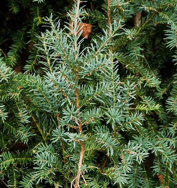 Nahaufnahme einer Eibe mit Nadeln