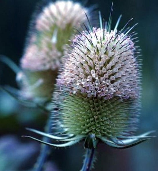 Nahaufnahme einer Karde