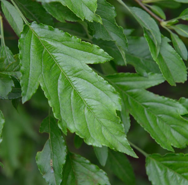 Nahaufnahme von grünen Ahornblättern.