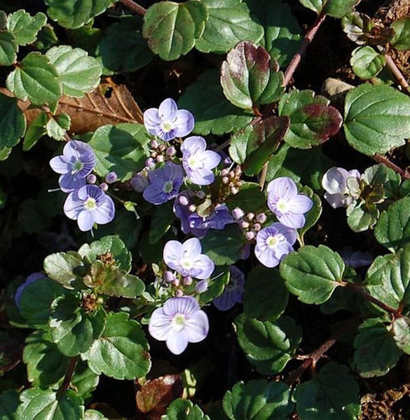 Blühende kriechende Günsel Pflanze mit grünen Blättern im Garten.