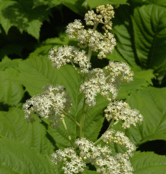 Nahaufnahme einer blühenden Rodgersia-Pflanze