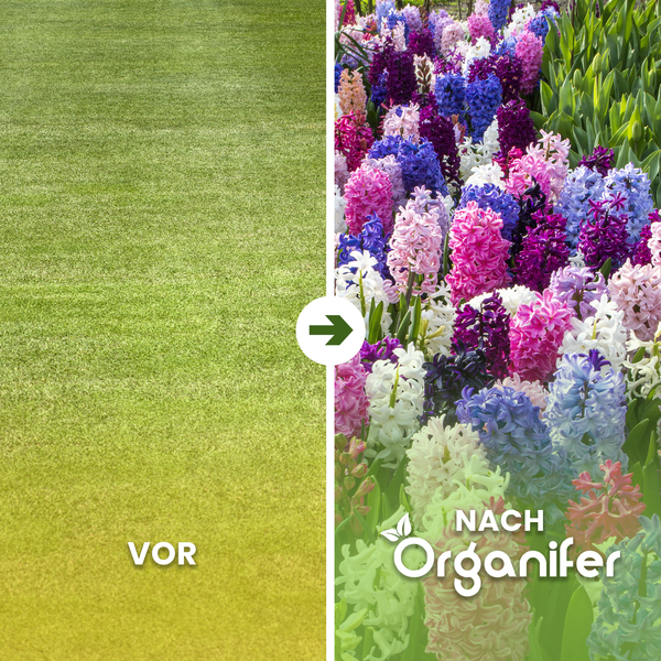 Vorher-nachher-Vergleich: Rasen vor und nach der Behandlung mit Organifer