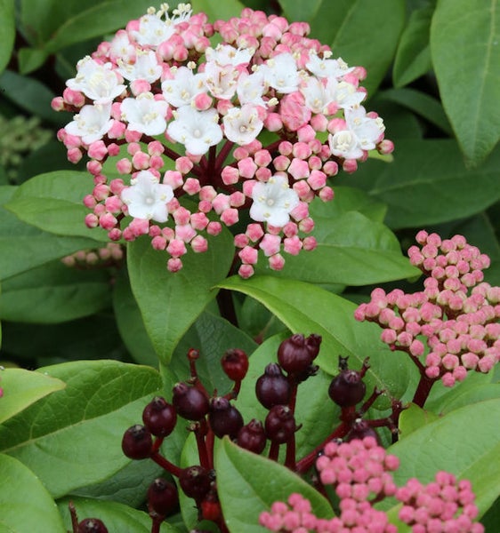 Nahaufnahme einer Duft-Schneeball Pflanze mit Blüten und Beeren