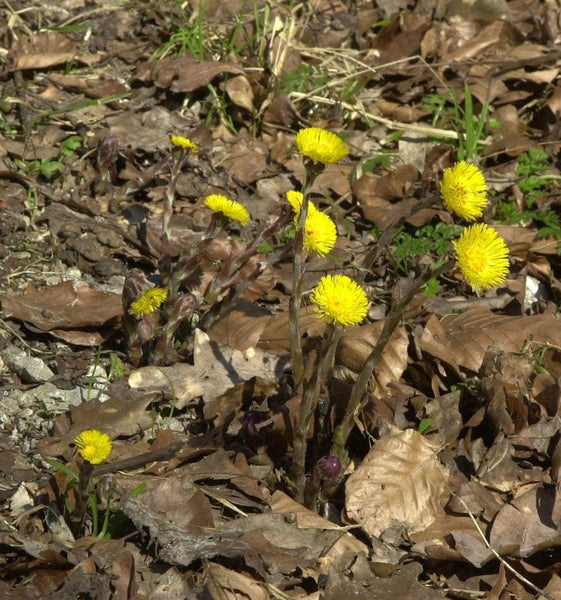 Huflattichpflanze auf Laub