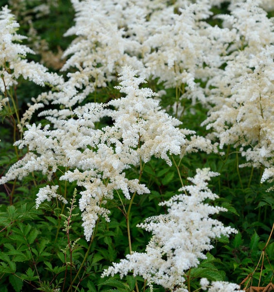 Feld von Astilben mit weißen Blütenständen