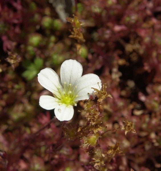 Nahaufnahme einer Pflanze mit einer einzelnen Blüte