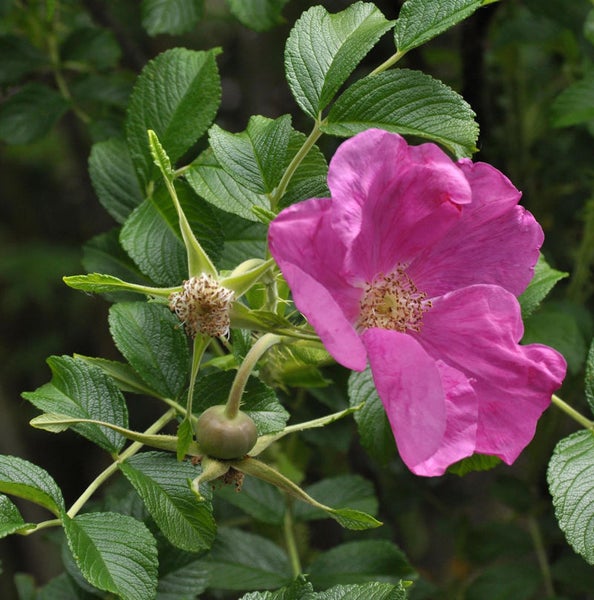 Nahaufnahme einer Kartoffelrose mit Blüte, Hagebutte und Blättern