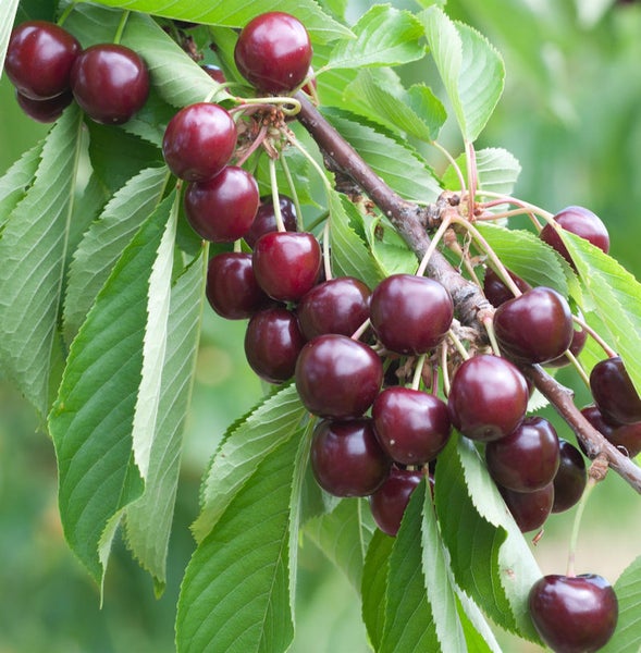 Kirschbaumzweig mit reifen Kirschen und grünen Blättern