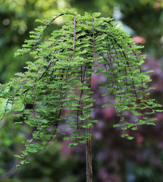 Metasequoia glyptostroboides ' навіс', eine sommergrüne Sumpfzypresse mit herabhängenden Zweigen.
