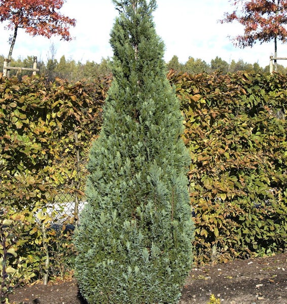 Einzelner Blaue Scheinzypresse Baum im Garten