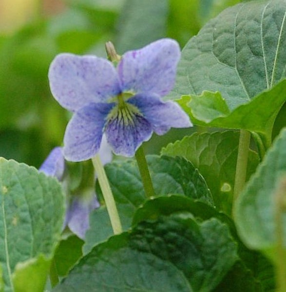 Veilchenblüte mit Blättern