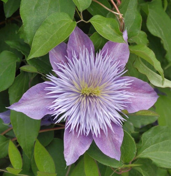 Blüte der Clematis Pflanze mit grünen Blättern