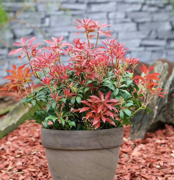 Im Bild ist ein rotblättriger Glanzstrauch in einem Topf zu sehen.