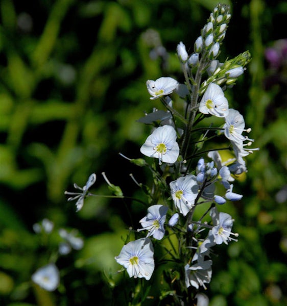 Aufrechte Ehrenpreis Pflanze mit kleinen Blüten
