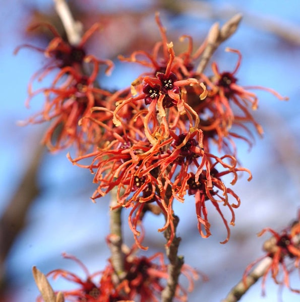 Nahaufnahme einer Hamamelis mit roten Blüten