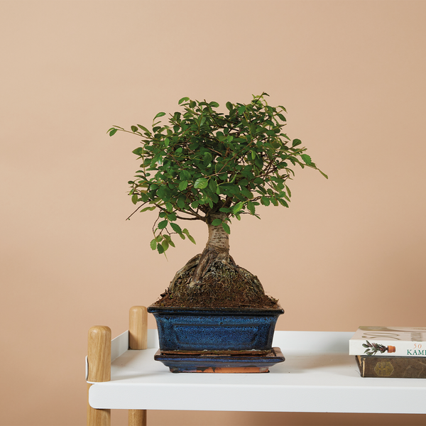 Bloomique - Bonsai Zelkova - Kugelform - Bonsai-Baum - Zimmerpflanzen - Höhe 20-30 cm - 15 cm breit - inklusive Keramiktopf und Schale