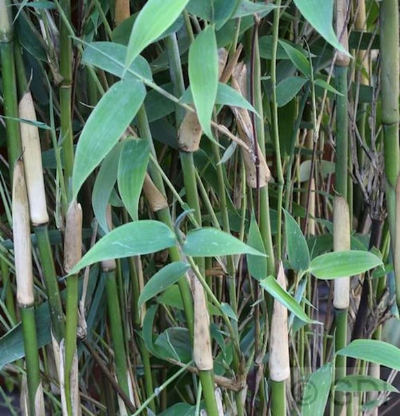 Bambuspflanze mit Stämmen und Blättern