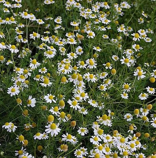 Feld von Echter Kamille Pflanzen