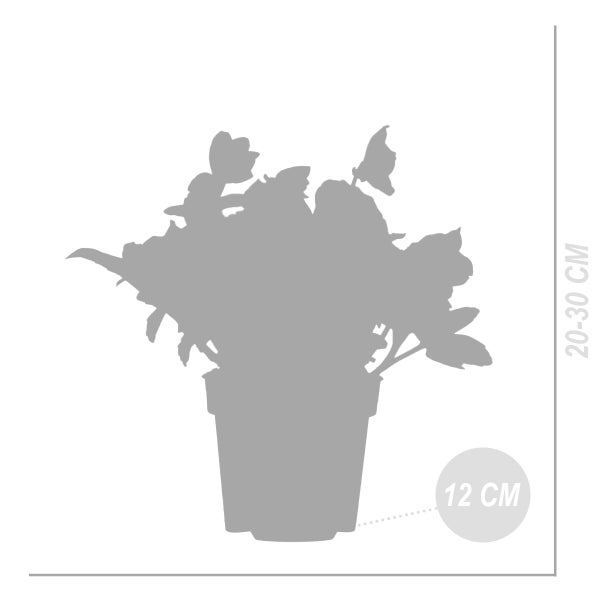 Regalboden mit blauen Regalleitern
