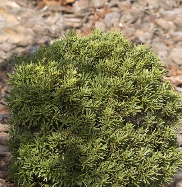 Kissen-Eibe im Garten