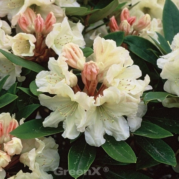 Nahaufnahme einer Rhododendronblüte mit Blättern