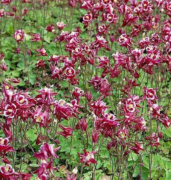 Feld von Akeleiblumen mit roten und weißen Blüten