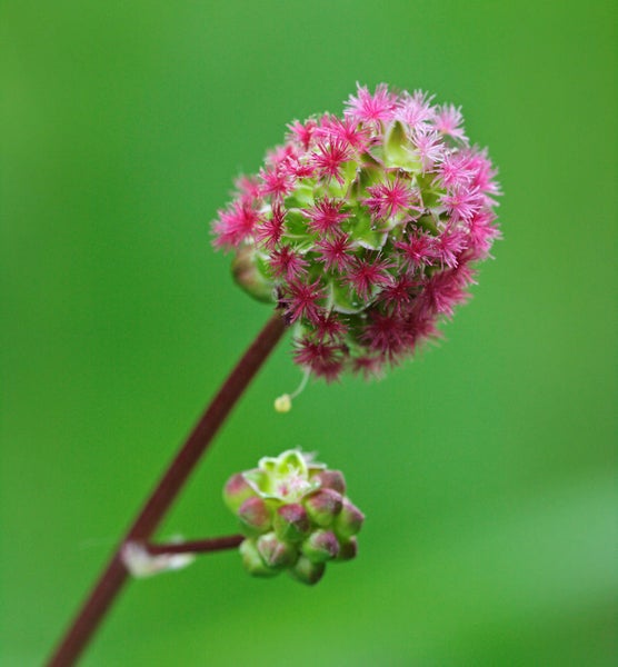 Blütenkopf einer Wiesenknopf Pflanze