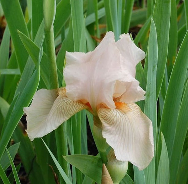 Nahaufnahme einer Irisblüte im Garten