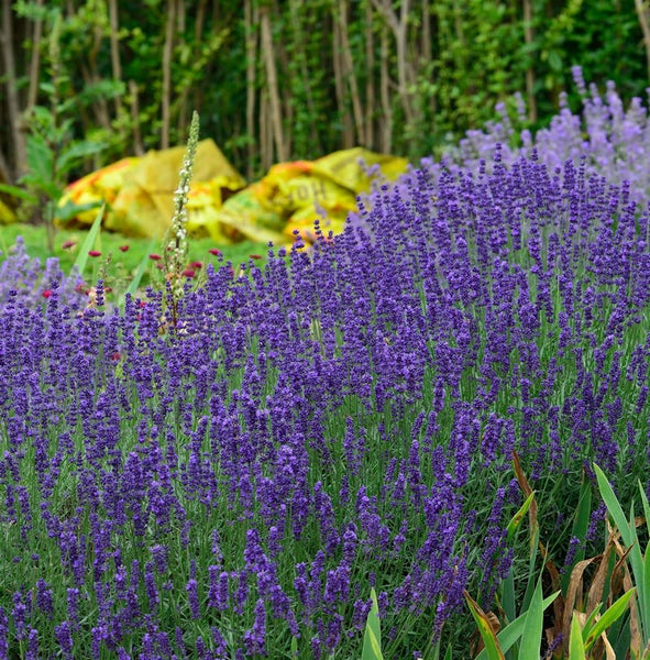 Feld mit blühendem Lavendel im Garten
