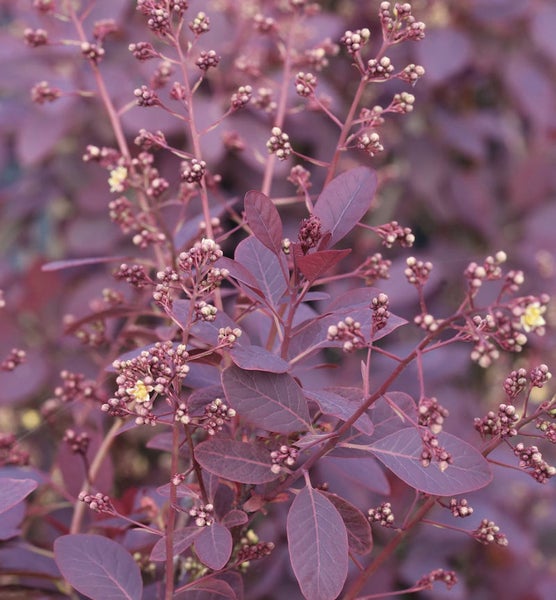 Nahaufnahme eines Perückenstrauchs mit Blättern und Blütenknospen