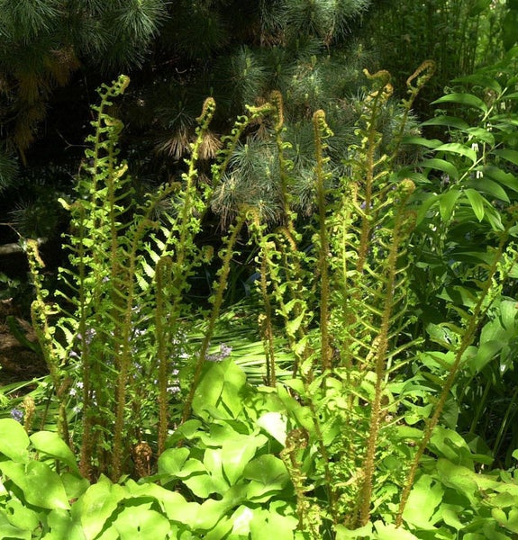 Aufnahme von jungen Farnen in einem Gartenbeet.