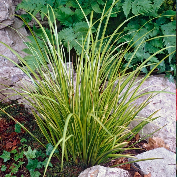 Japanischer Kalmus Ogon im Steingarten zwischen Felsen mit Farnen im Hintergrund.