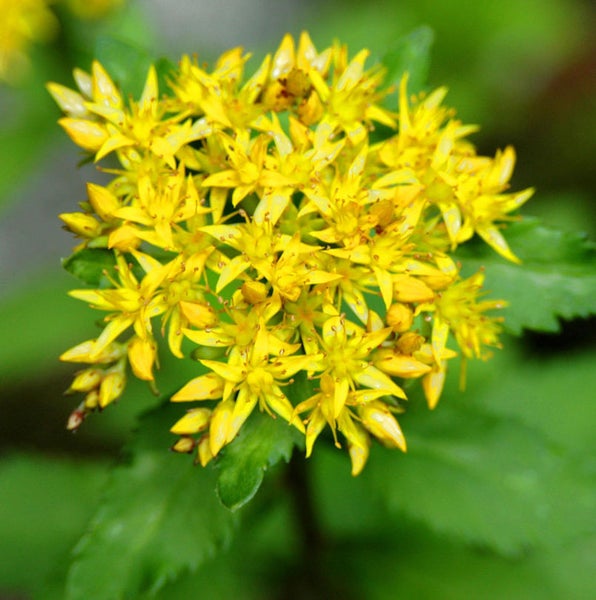 Gelbe Sedum-Blüten mit grünen Blättern