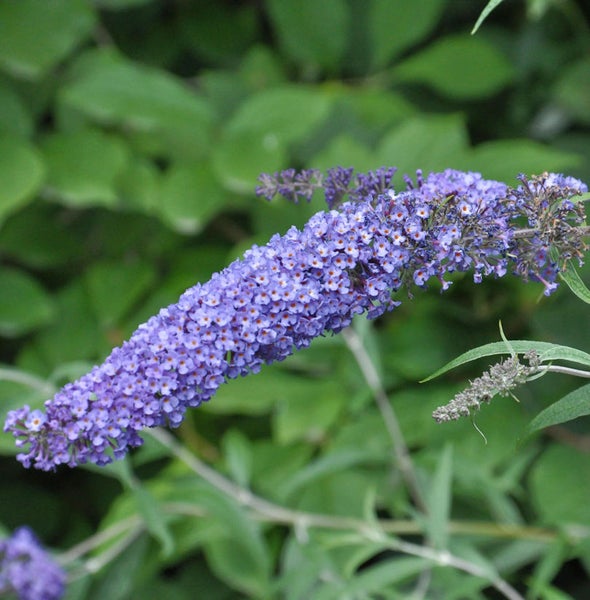 Schmetterlingsflieder mit kleinen violetten Blüten