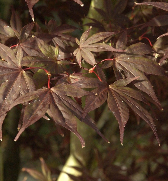 Nahaufnahme von Ahornblättern